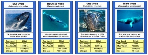 Whales factsheet